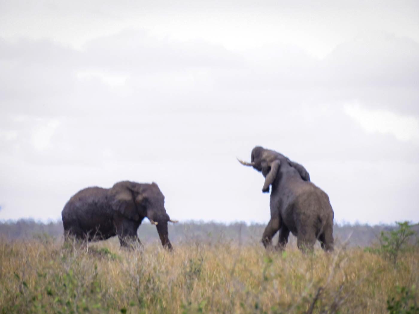 Kruger National Park Elephant Photo