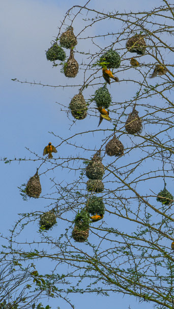 Old Transkei Birds Nest Photo