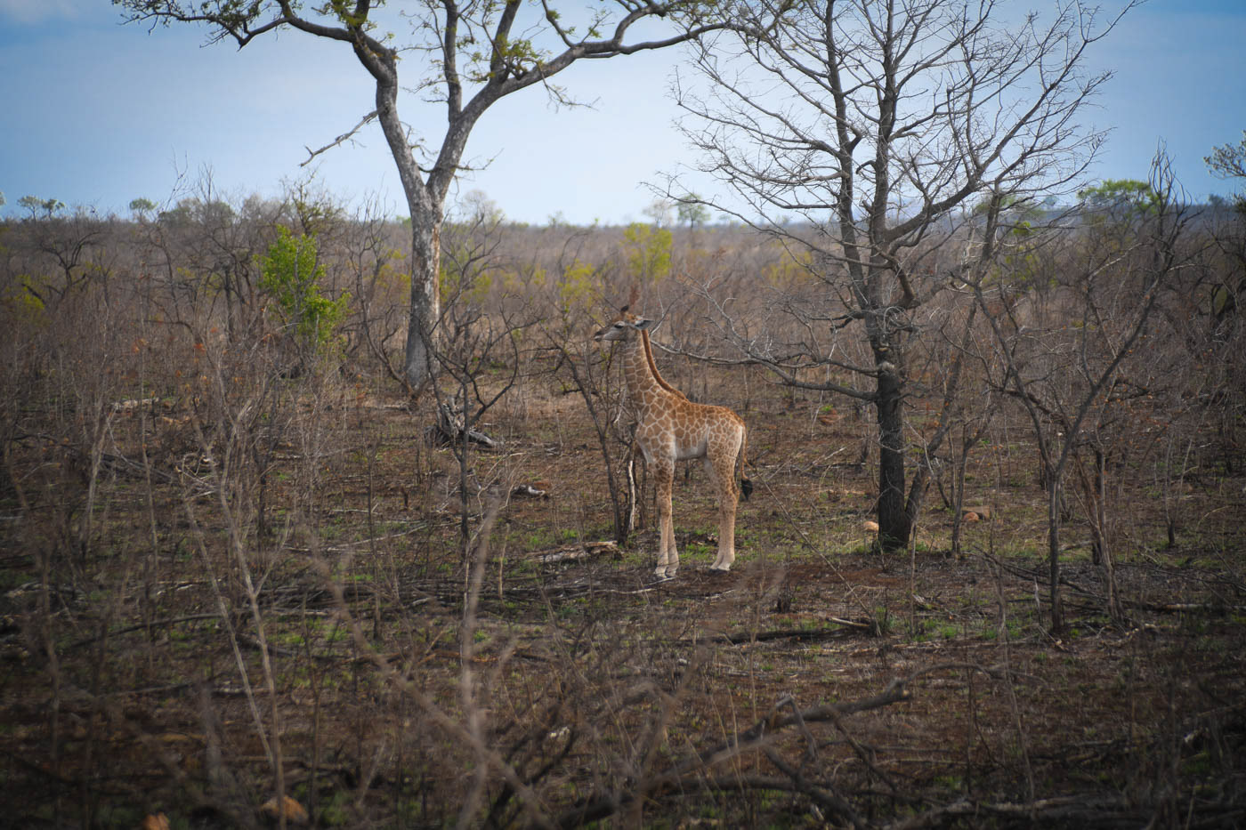 Kruger National Park Giraffe Photo