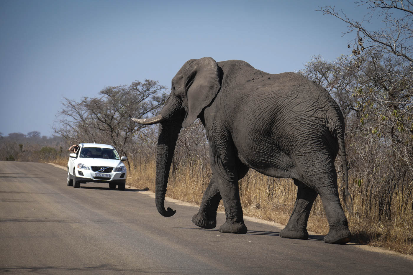 Kruger National Park African Elephant Photo