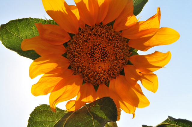 Sun Flower Photo