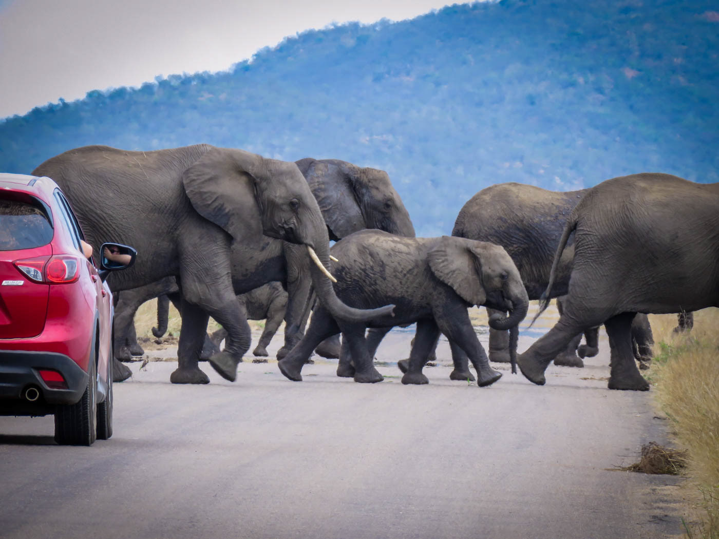 Kruger National Park Elephant Herd Photo