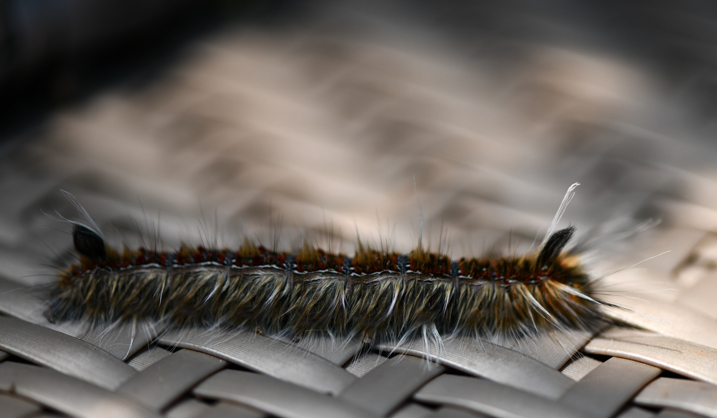 AM Lodge, Hoedspruit, South Africa