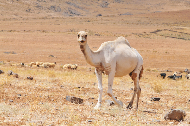 Camel Photo