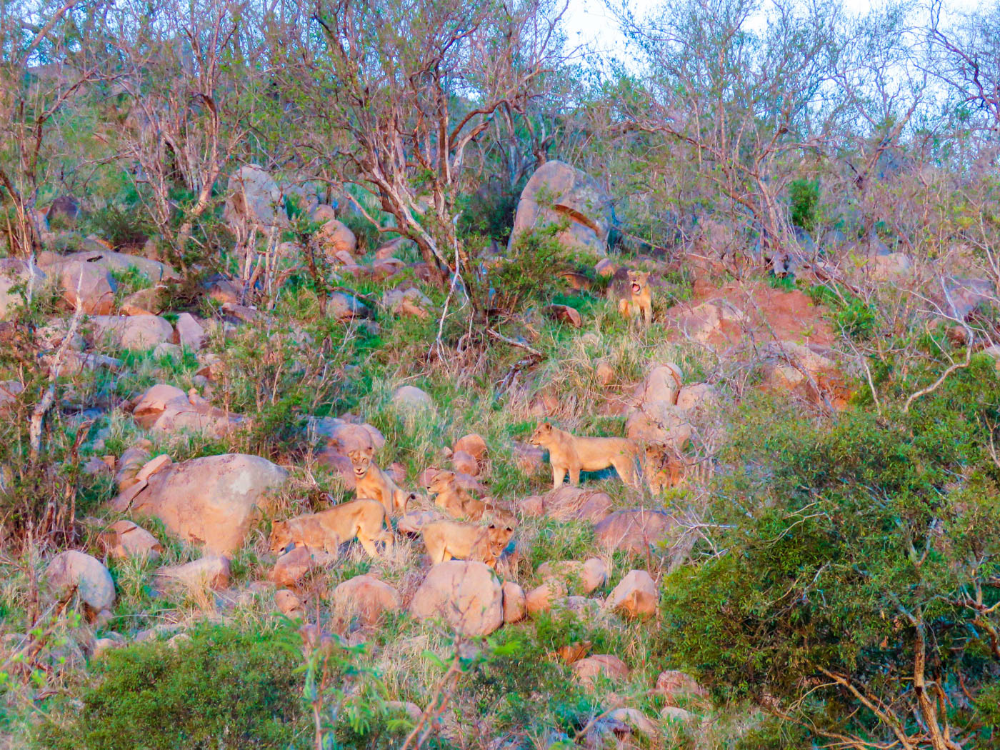 Kruger National Park Landscape Photo