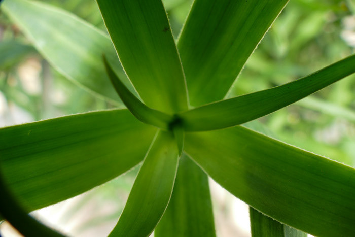 Old Transkei Plant Photo