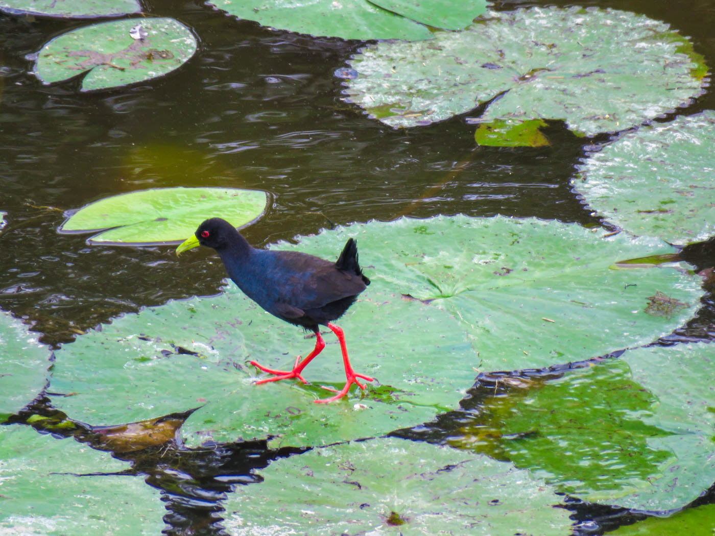 Kruger National Park Lilipad Photo