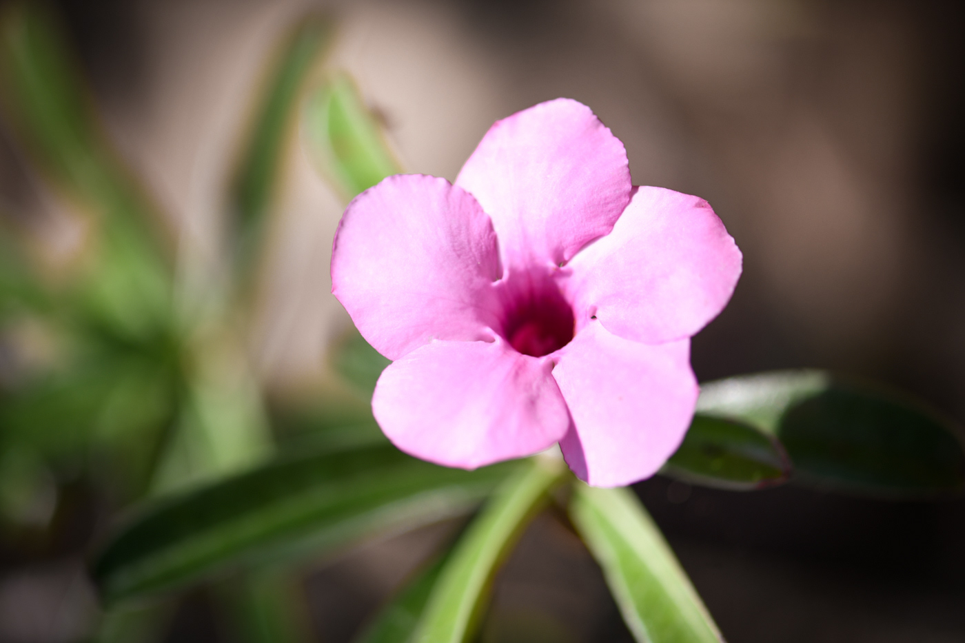 A.M 5 star lodge image