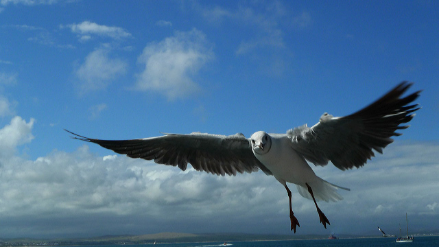 Bird flying over the Garden Route