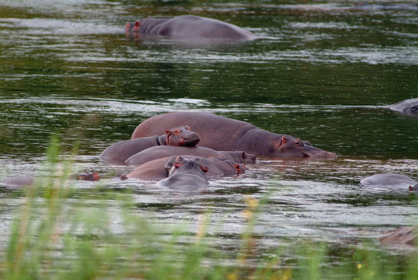 Kruger National Park Hippo Photo