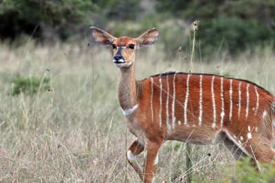 Kudu Photo
