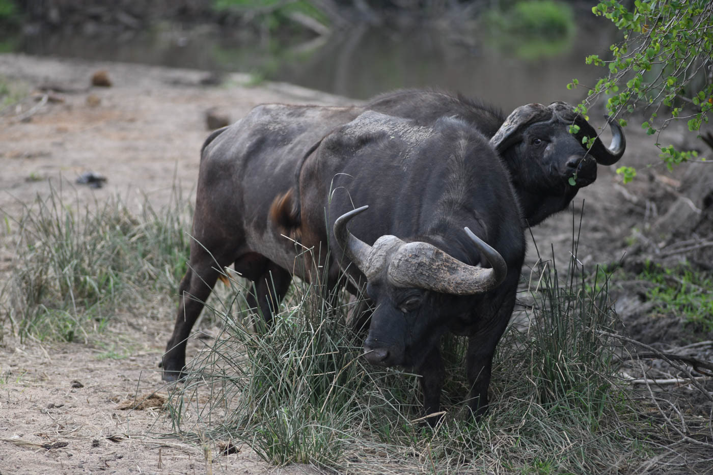 Kruger National Park Buffalo Photo