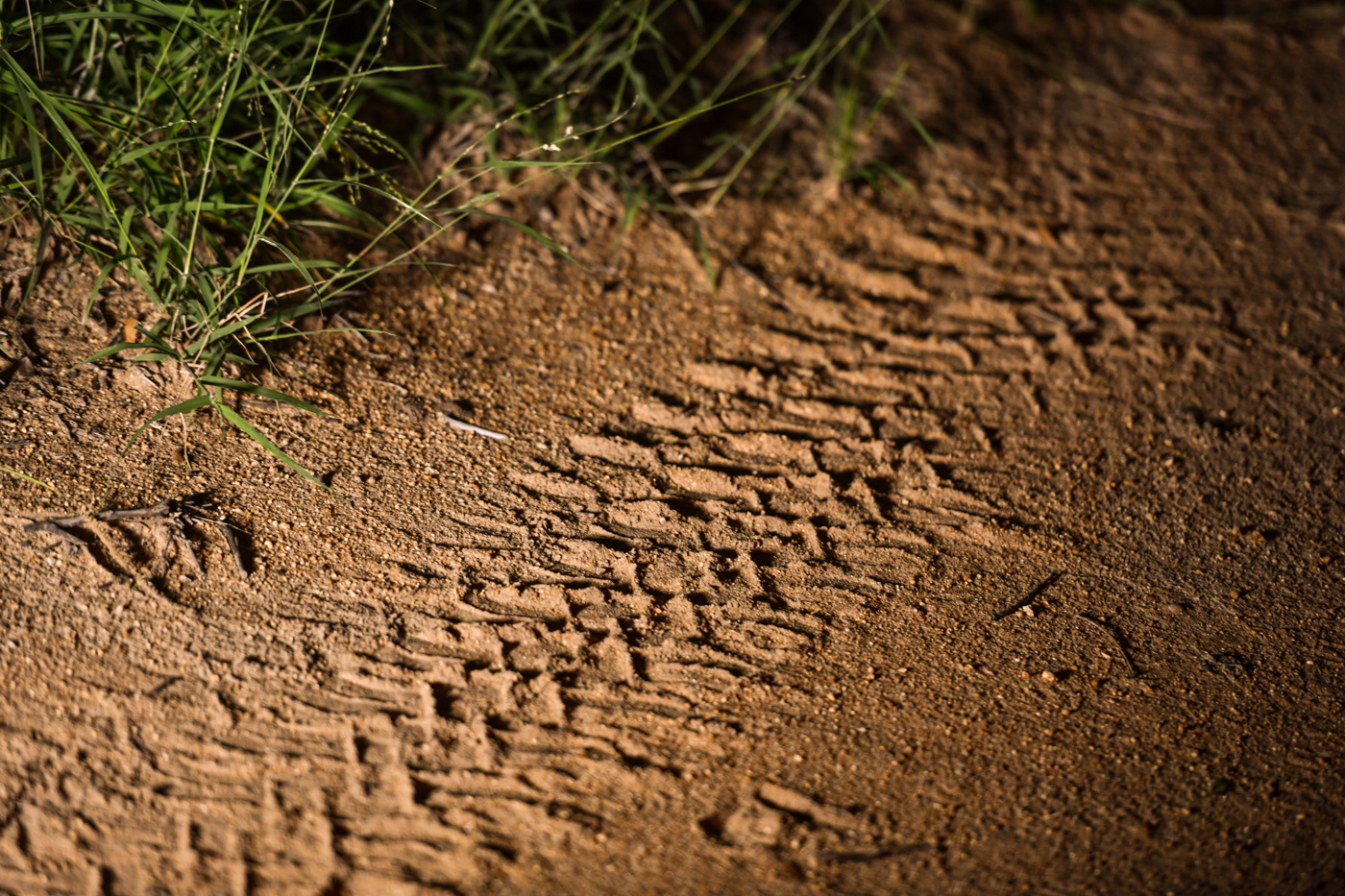 am lodge night trail photo