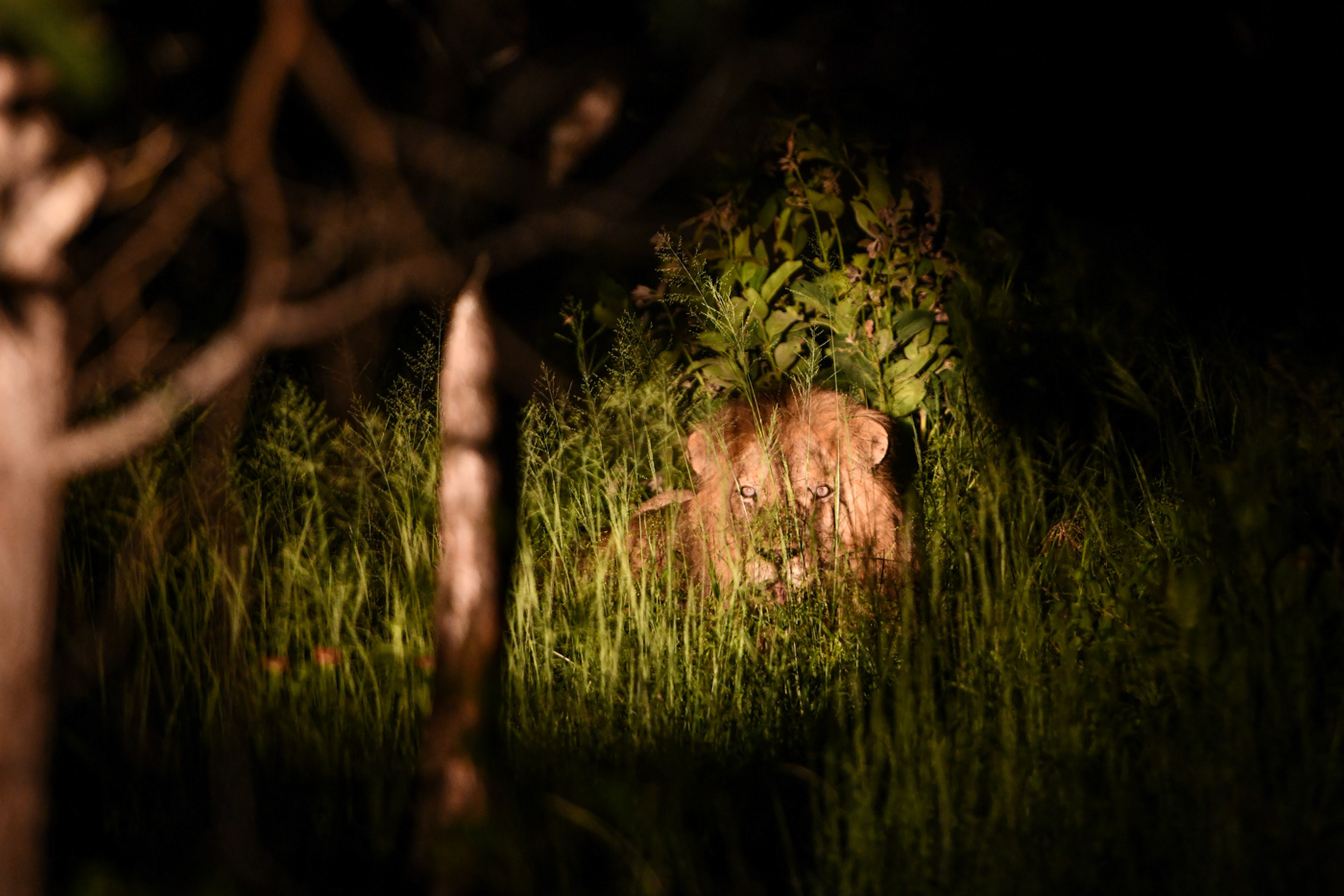 am lodge night safari lion