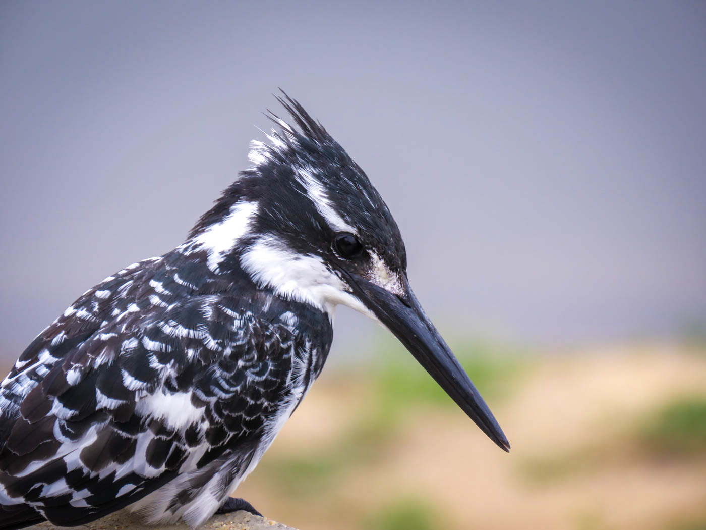 Kruger National Park Woodpecker Photo