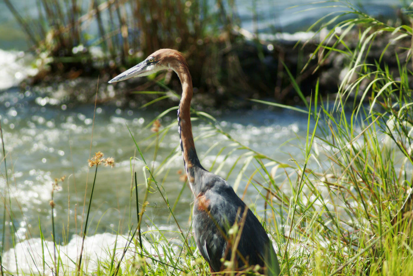 Kruger National Park Flamingo Photo
