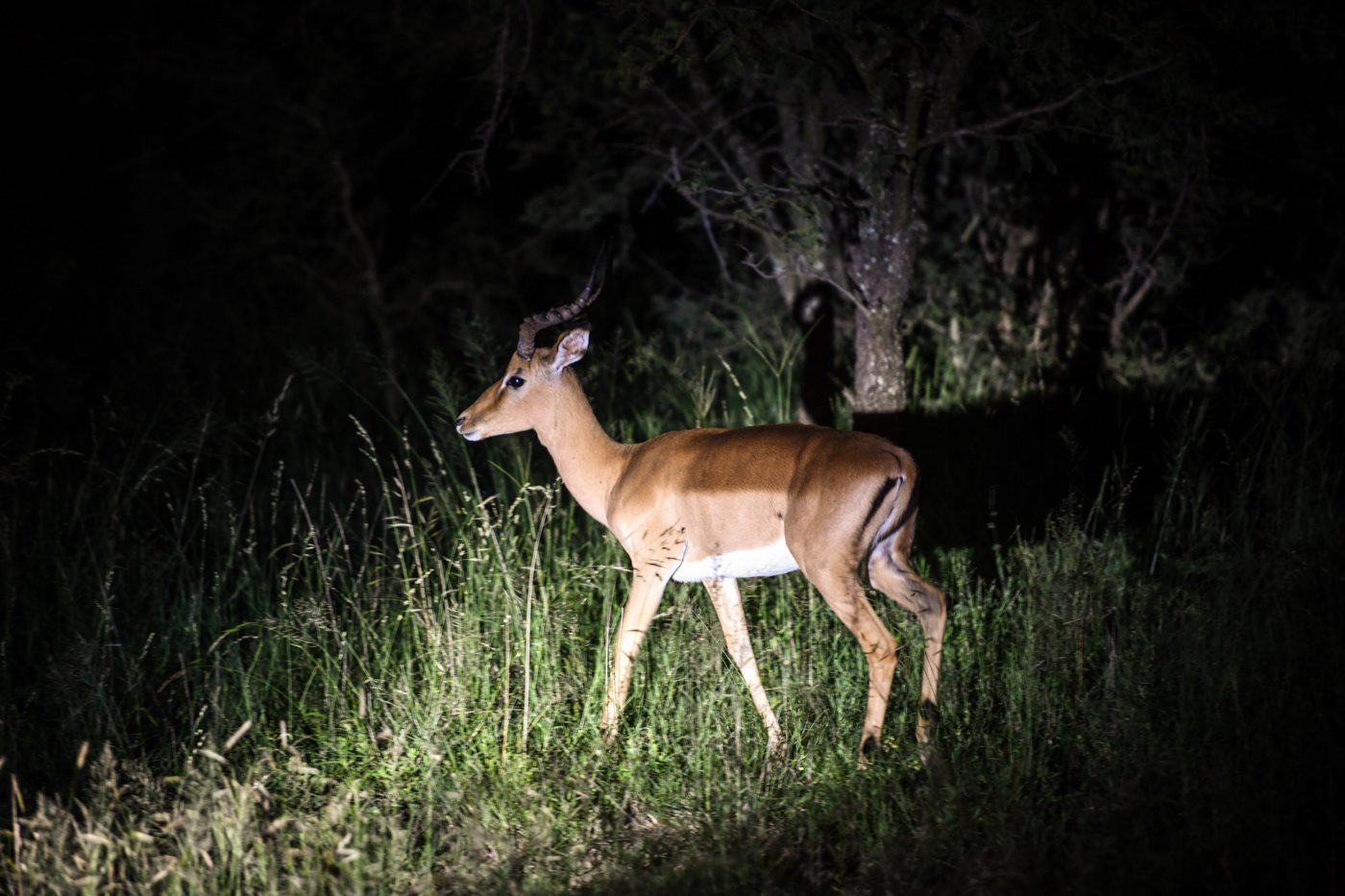night safari am lodge