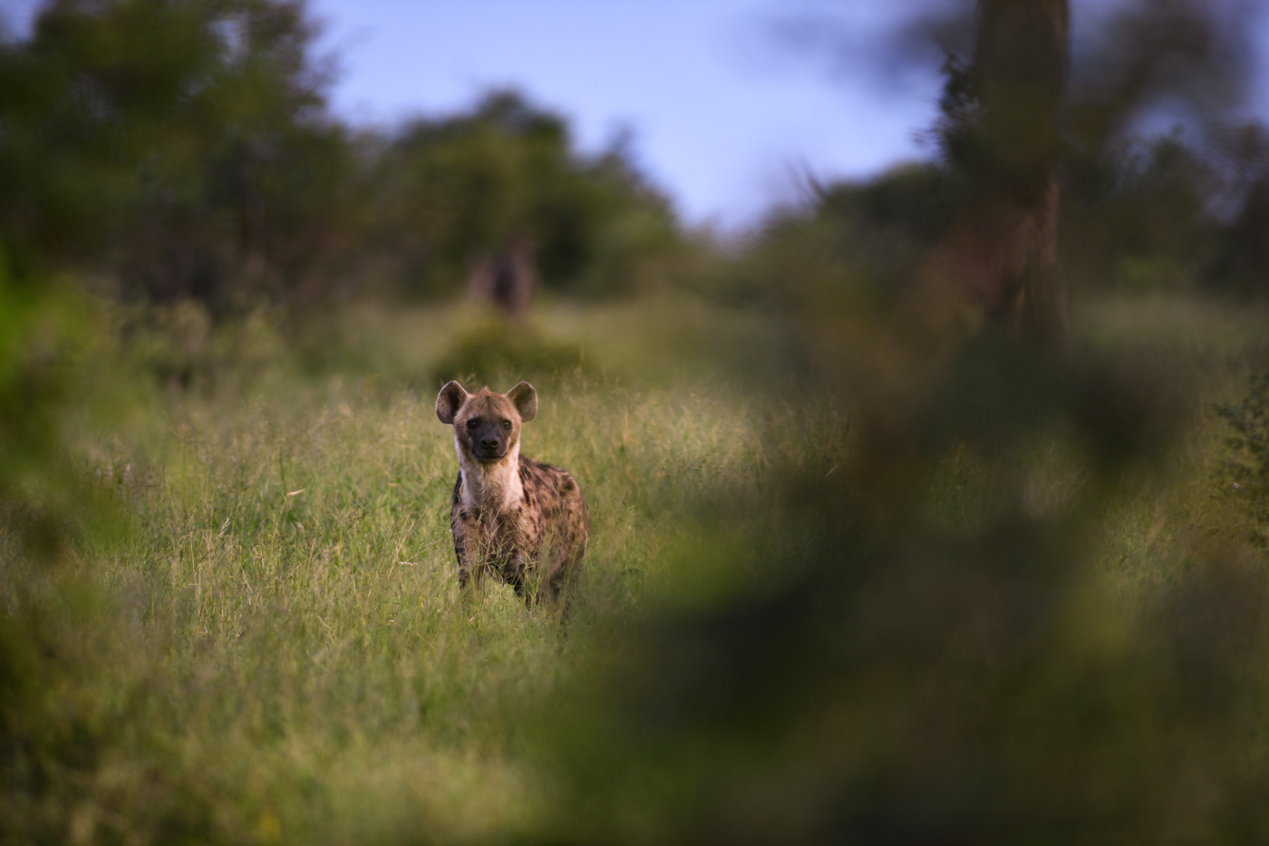  hyena viwed on game drive 
