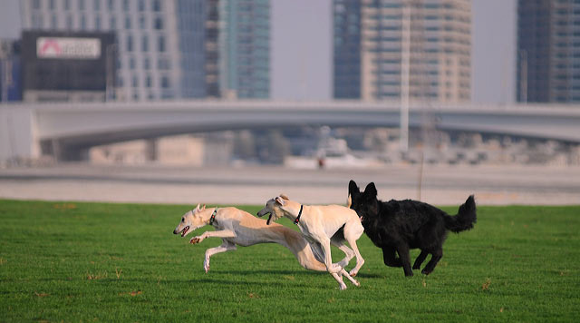 still life dogs photo