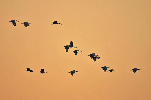 Flock of Birds Photo