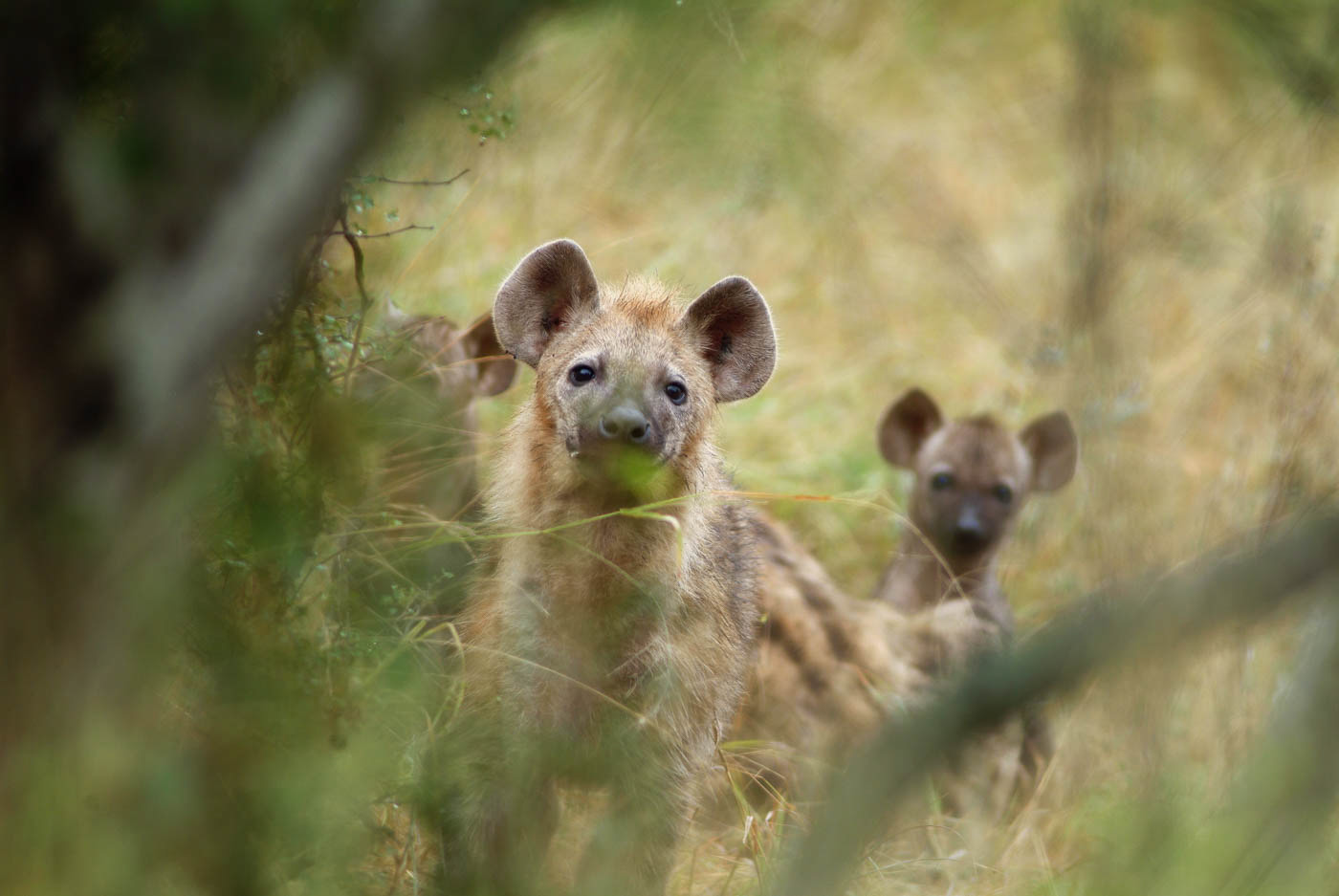 Kruger National Park Hyena Photo