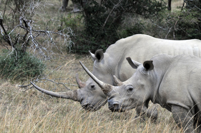 Rhino Photo