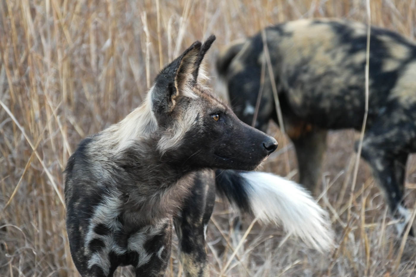 Kruger National Park Wild Dog Photo