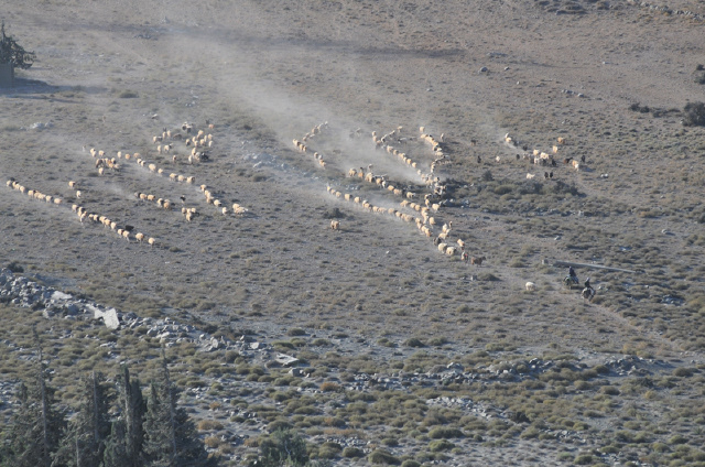 Moving SpringBok herd Photo