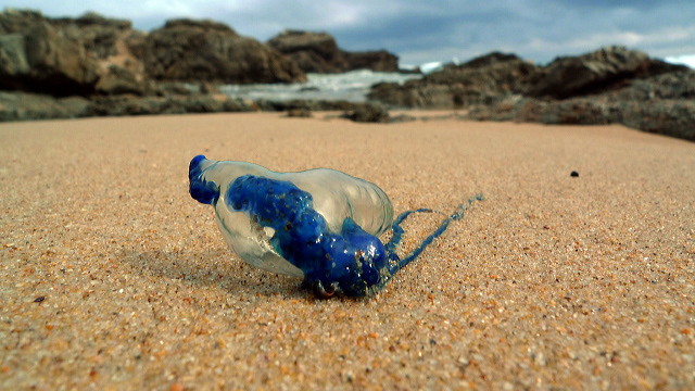 Blue bottle on the beach shore along the Garden Route