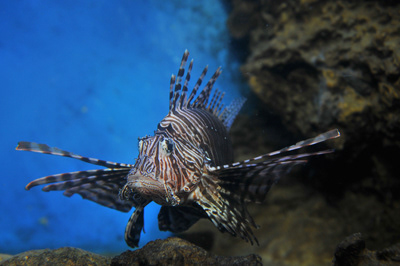 Under water photo