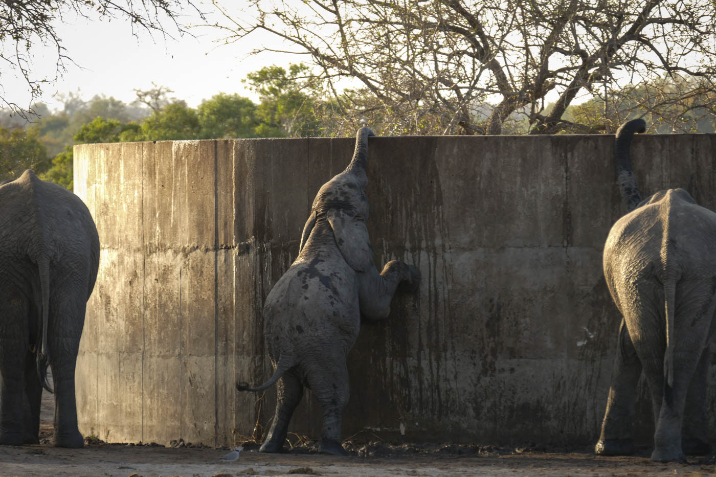 Kruger National Park Elephant Drinking Photo