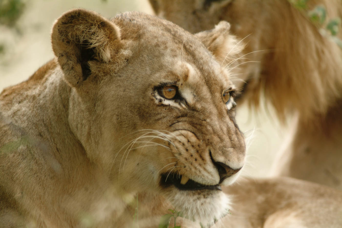 Kruger National Park Lion Photo