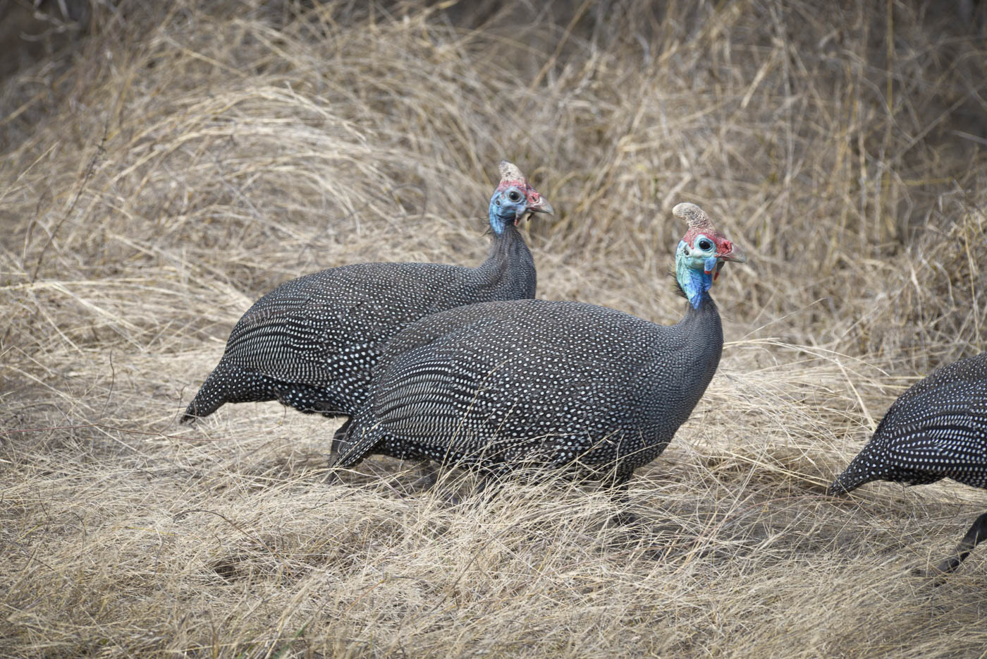 Kruger National Park Guinea Fowl Photo