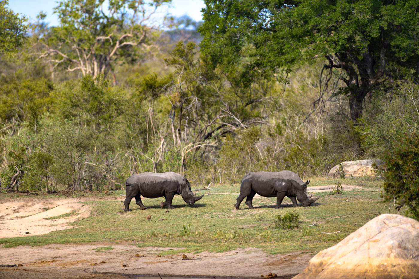 Kruger National Park Rhino Photo
