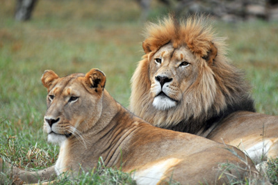 Lions Photo