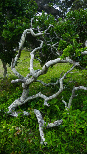 Old Transkei Trees Photo