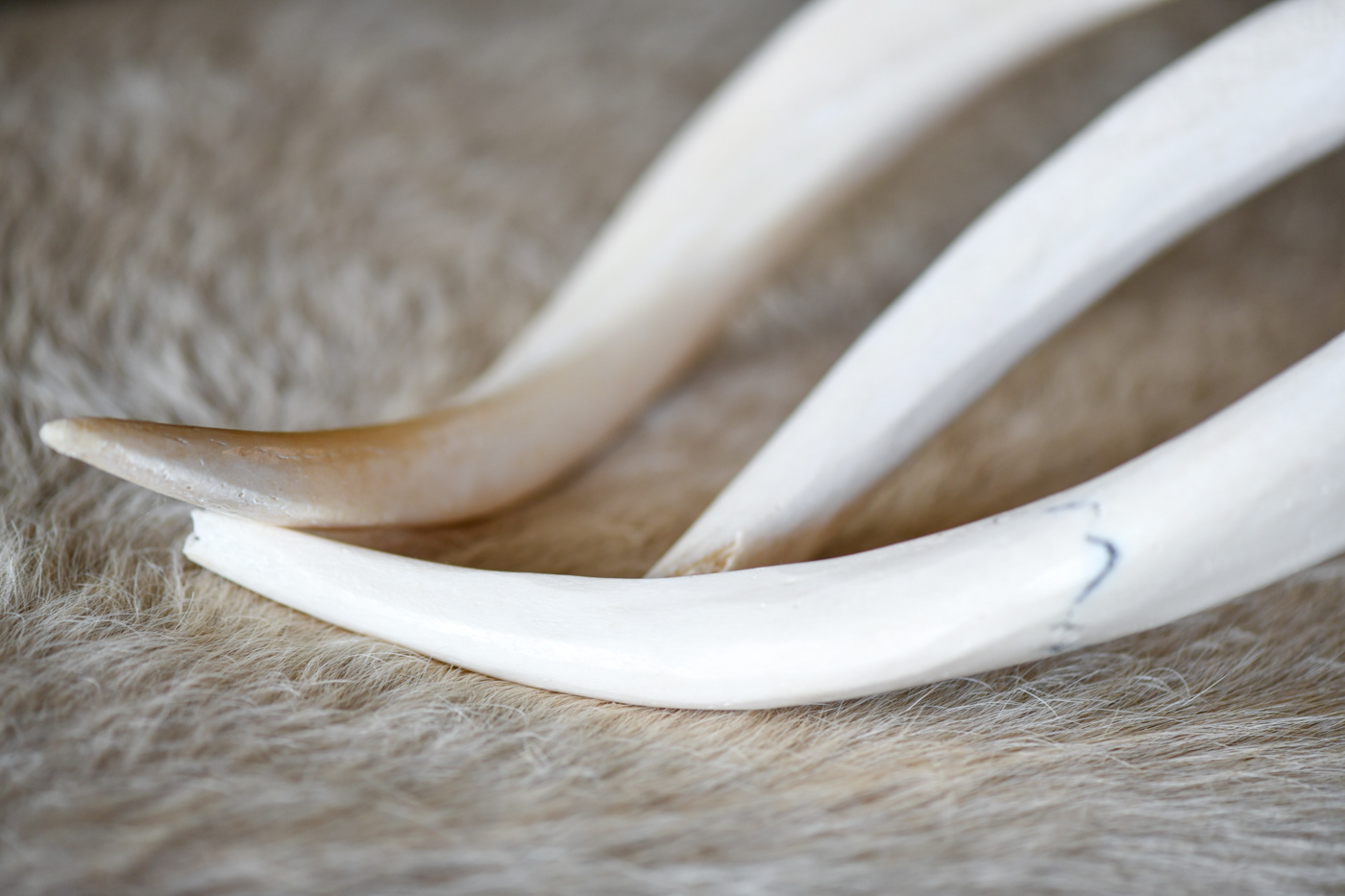 A.M 5 star lodge images