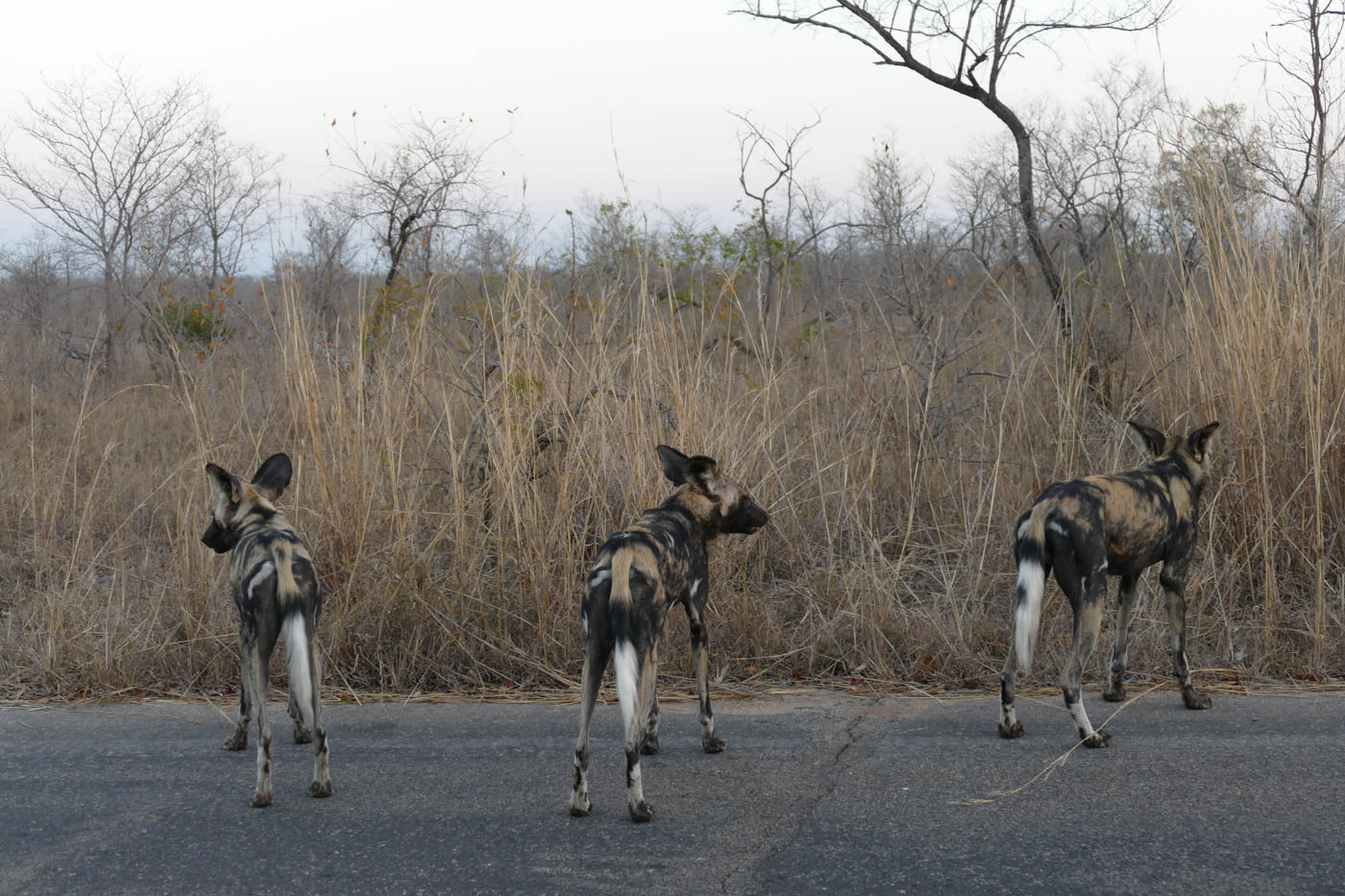 Kruger National Park Hyena Pack Photo