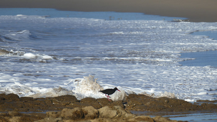 Old Transkei Shoreline Photo