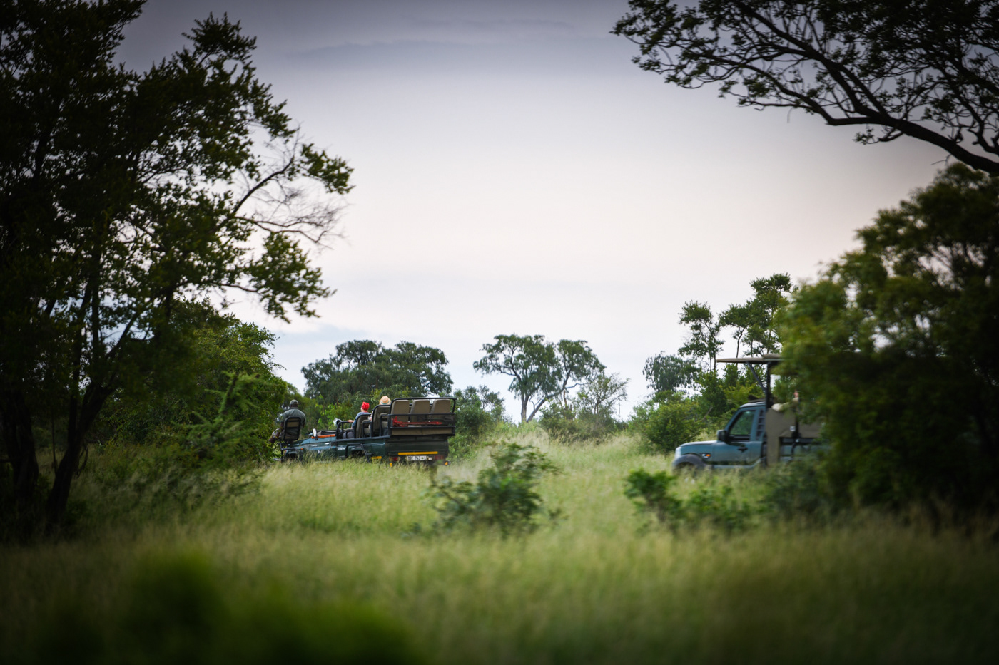 safari game drive at A.M 5 star lodge