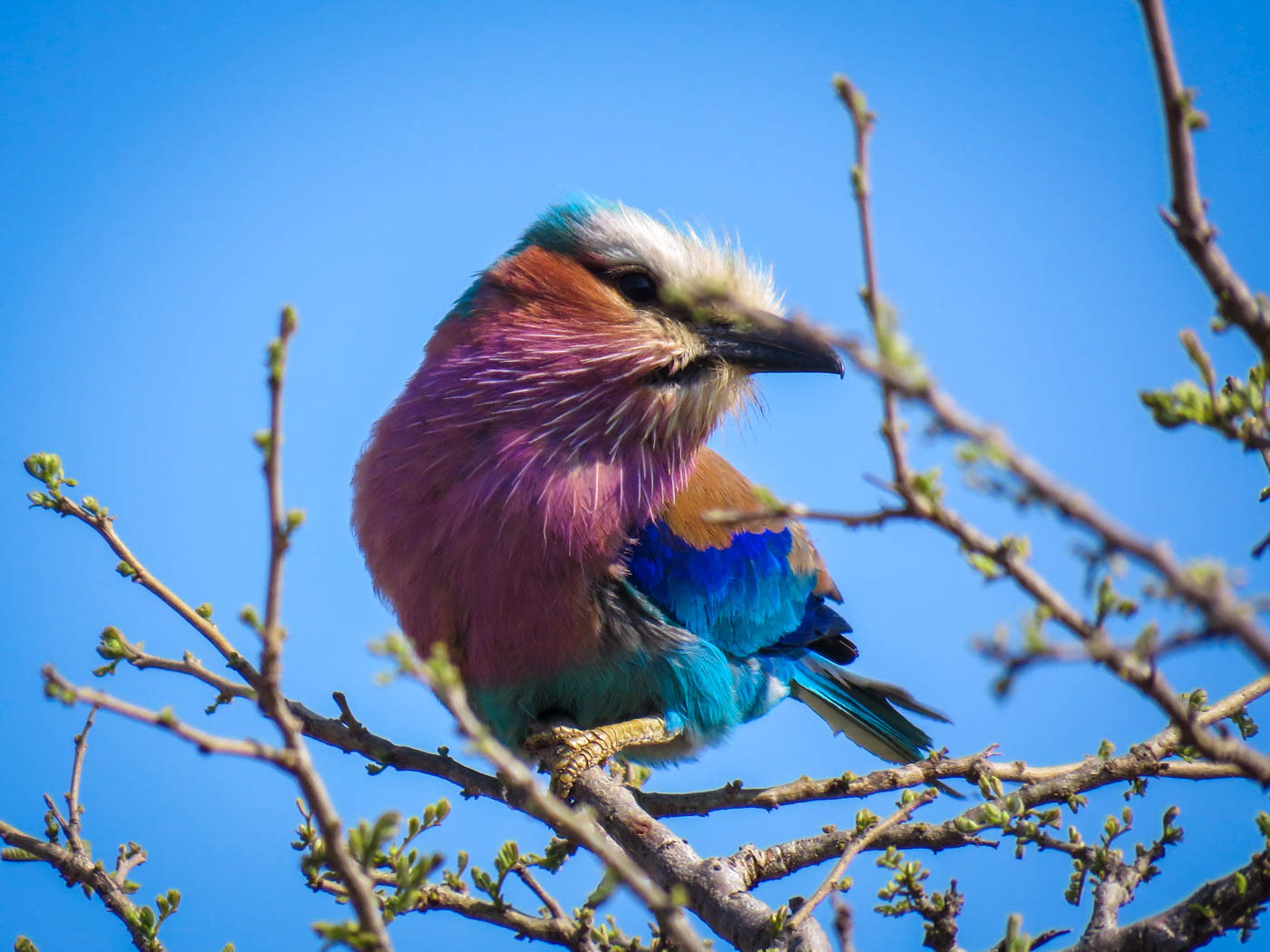 Kruger National Park Kookaburra Photo