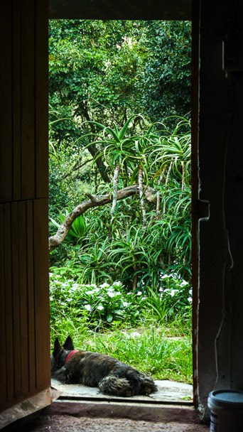 Old Transkei Trees Photo