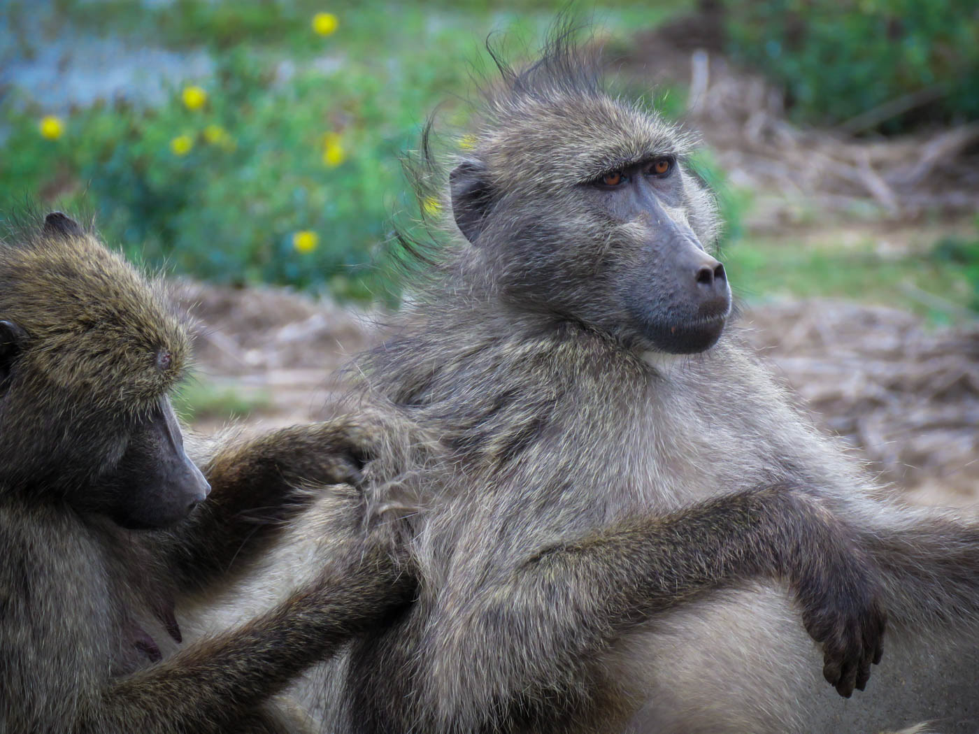 Kruger National Park Monkey Photo