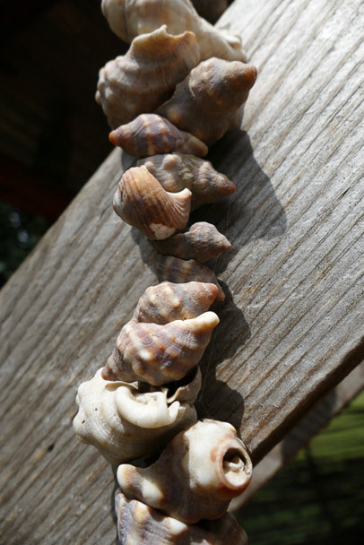 Old Transkei Sheels Photo