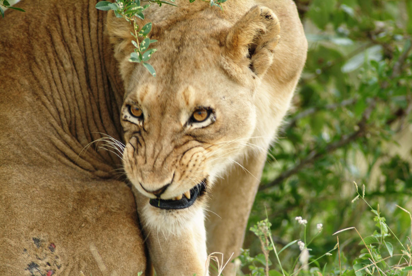 Kruger National Park Lioness Photo