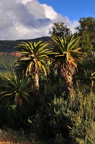 Palm Trees Photo