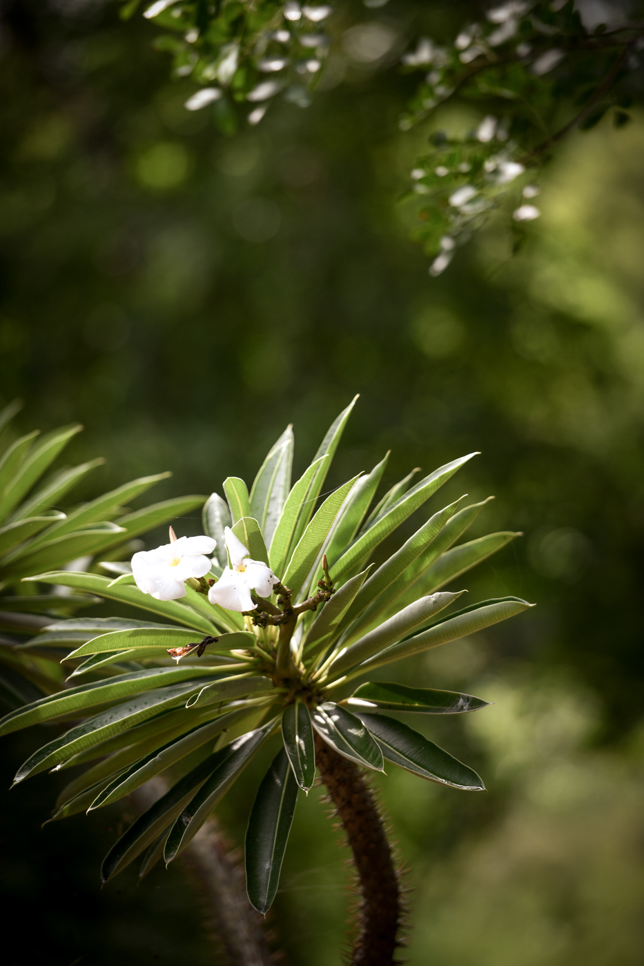 AM Lodge, Hoedspruit, South Africa