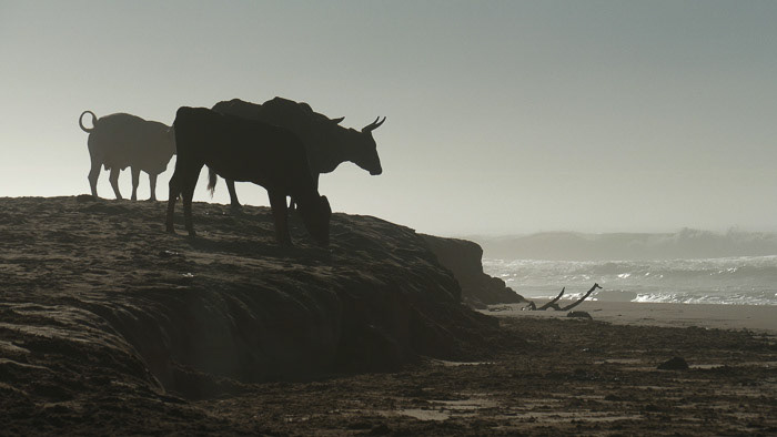 Old Transkei Animal Photo