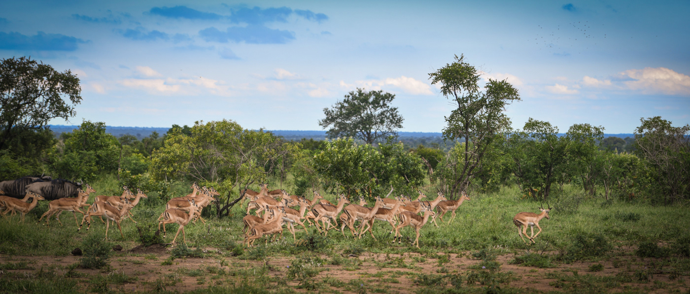 am lodge springbok images
