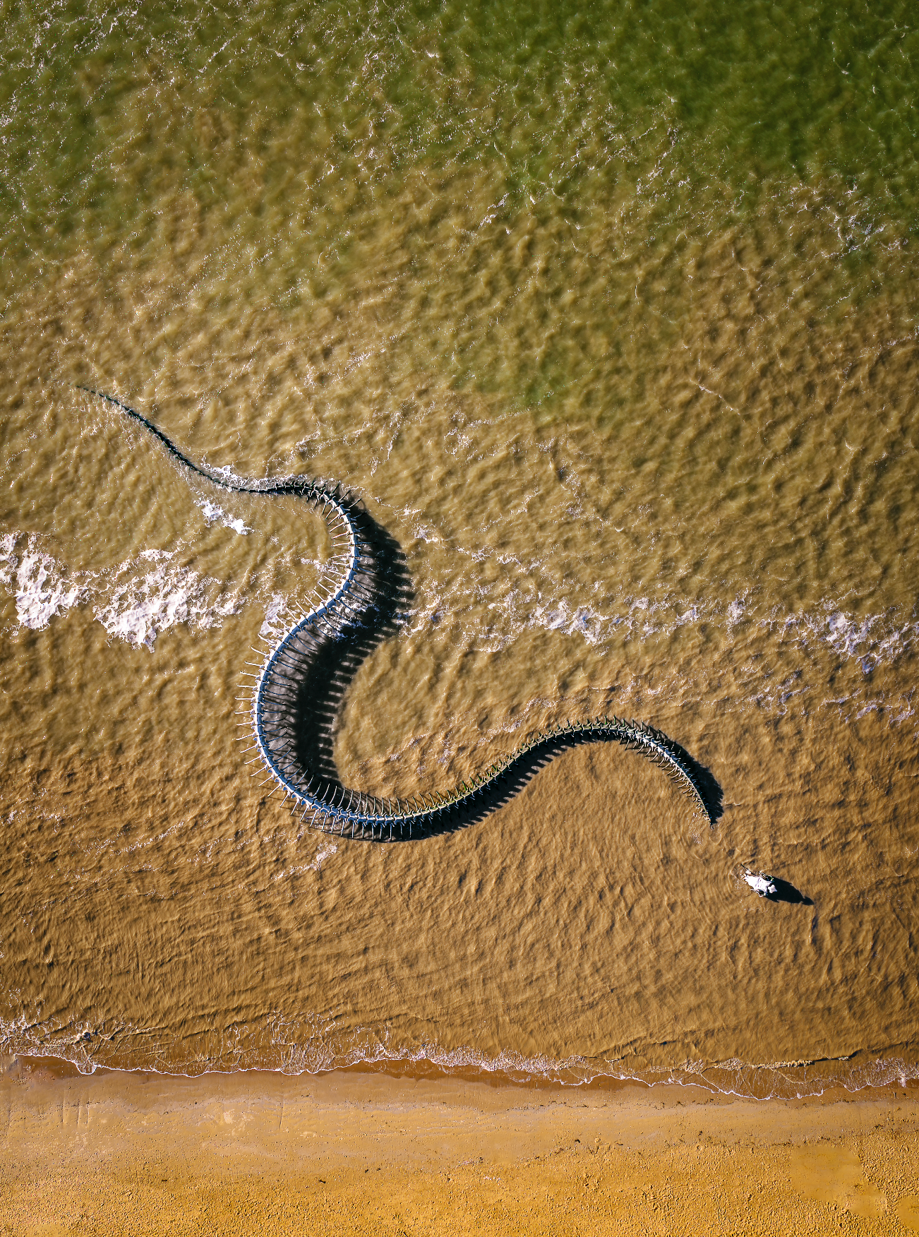 Serpent d'océan
